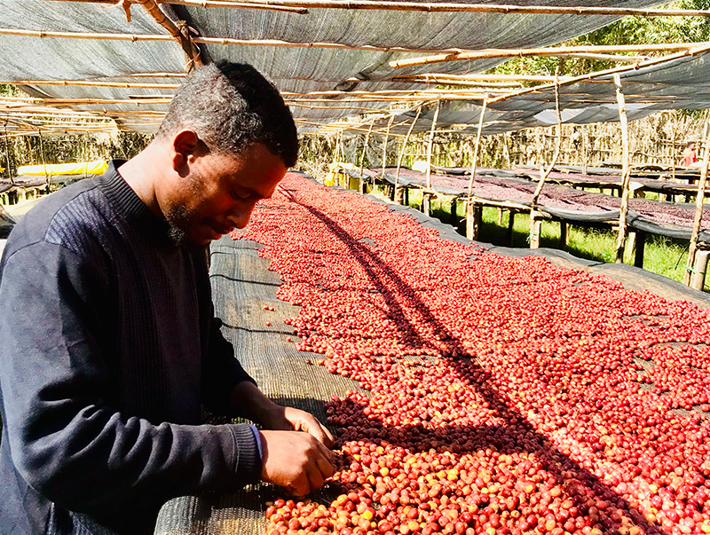 エチオピア Co-NECT グジ ハンベラ ウェメナ アナエロビック